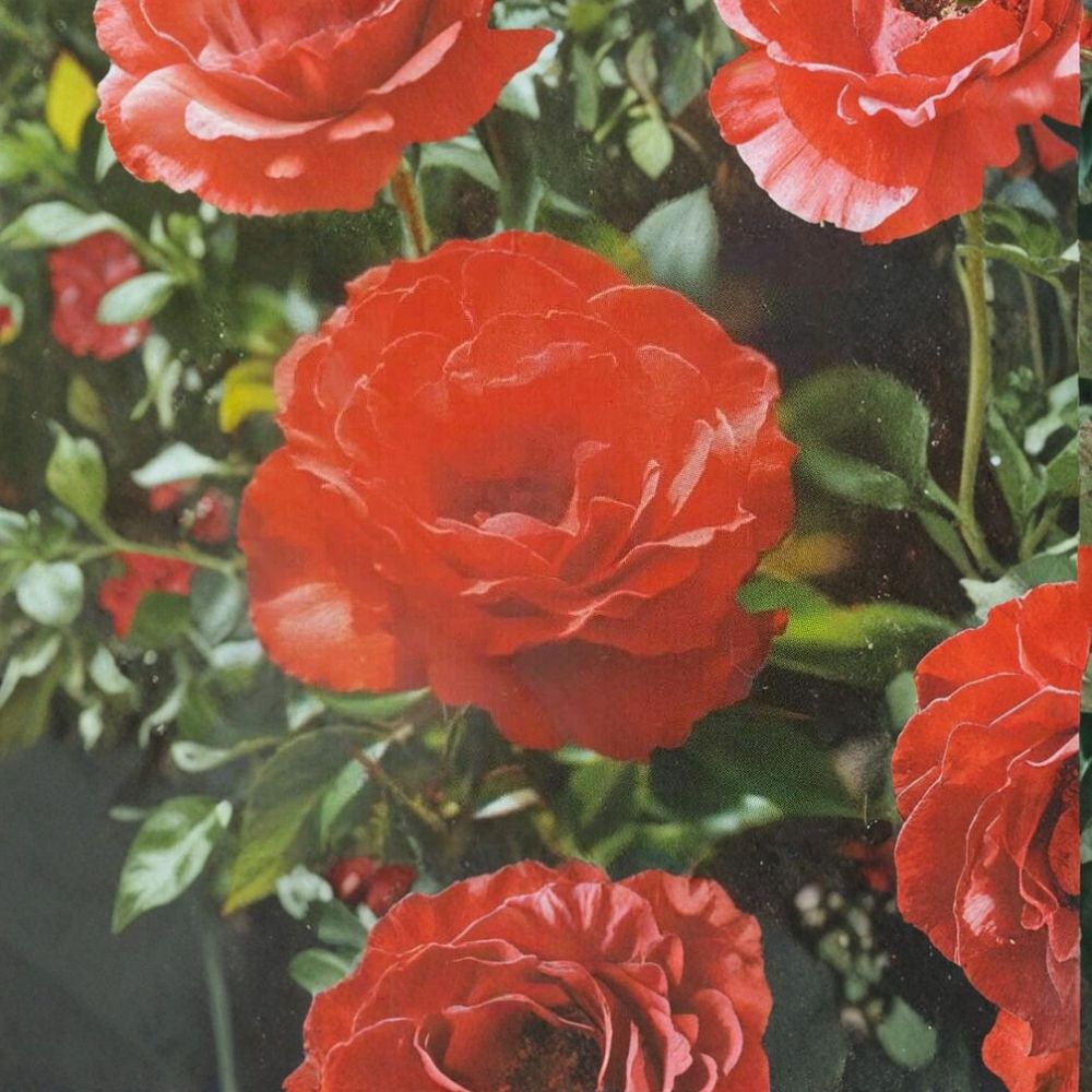 Impatient Floribunda Rose Plant – Live Orange-Red Blooming Shrub | 3 Gallon Garden & Landscape Rose Bush