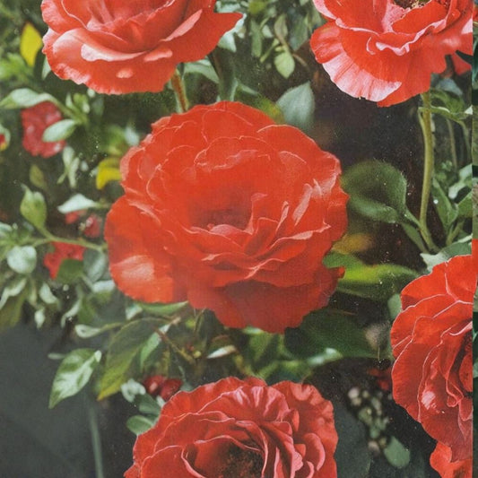 Impatient Floribunda Rose Plant – Live Orange-Red Blooming Shrub | 3 Gallon Garden & Landscape Rose Bush