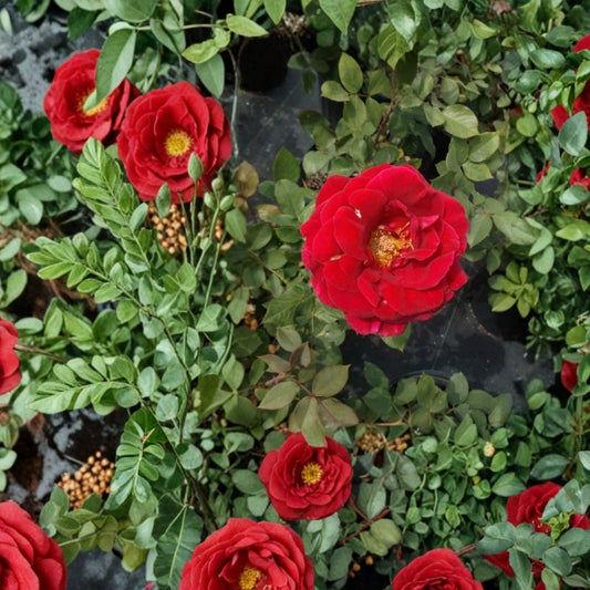 Mr. Lincoln Red Rose – Live Bush Plant, 2 Gallon, Hybrid Tea Rose, Fully Rooted, Garden & Landscape Ready