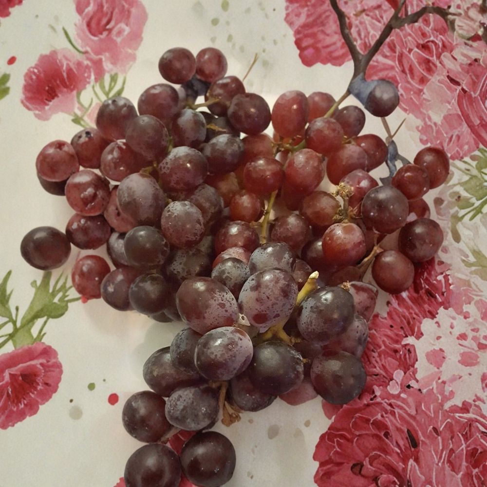 Red Globe "Do It All" Grape Vine – Vitis vinifera Live Plant, 2 Gallon, Self-Fertile Fruit Vine for Eating, Juicing & Wine