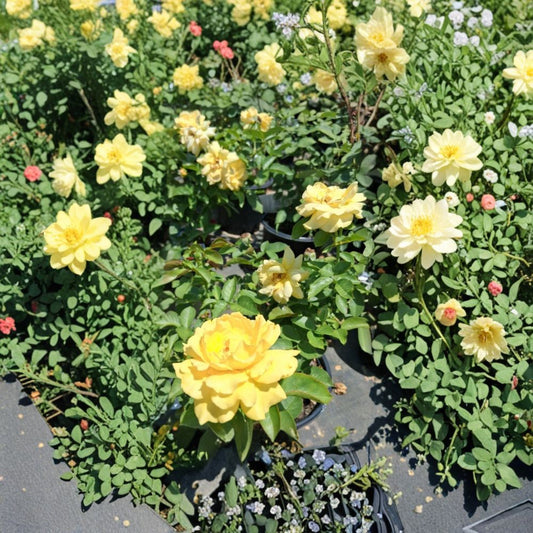 Julia Child® Floribunda Rose – Rosa hybrida Live Plant, 1 Gallon, Butter Yellow, Award-Winning, Easy to Grow, Garden & Landscape