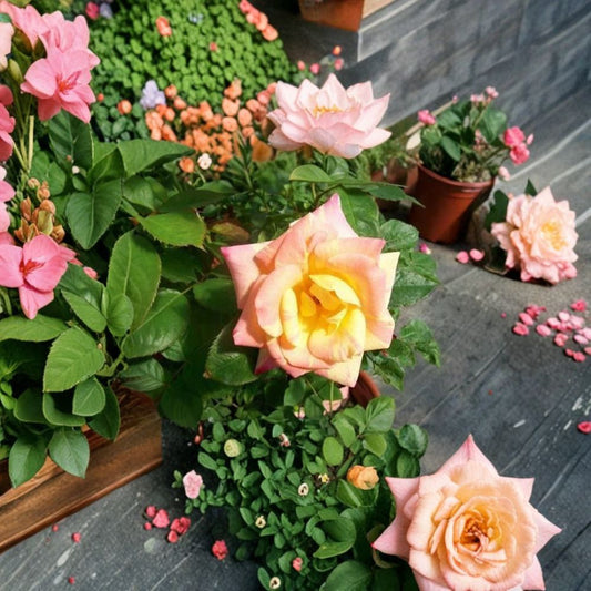 Jacob's Robe Climbing Rose – Live 3 Gallon Rooted Bush Plant for Garden and Trellis | Fragrant, Easy to Grow Rosa