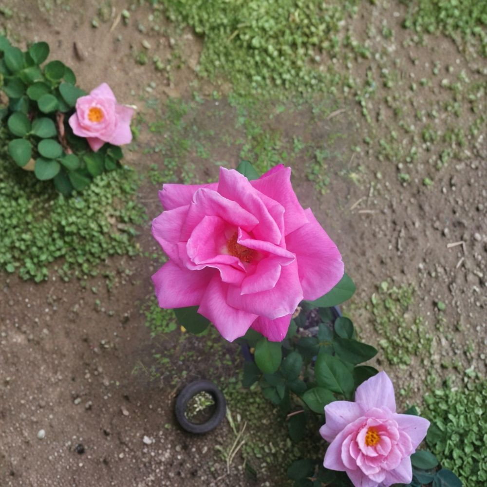 Perfume Delight Hybrid Tea Rose Live Plant – Fragrant Pink Blooms, Garden Rose, Easy to Grow, Rosa