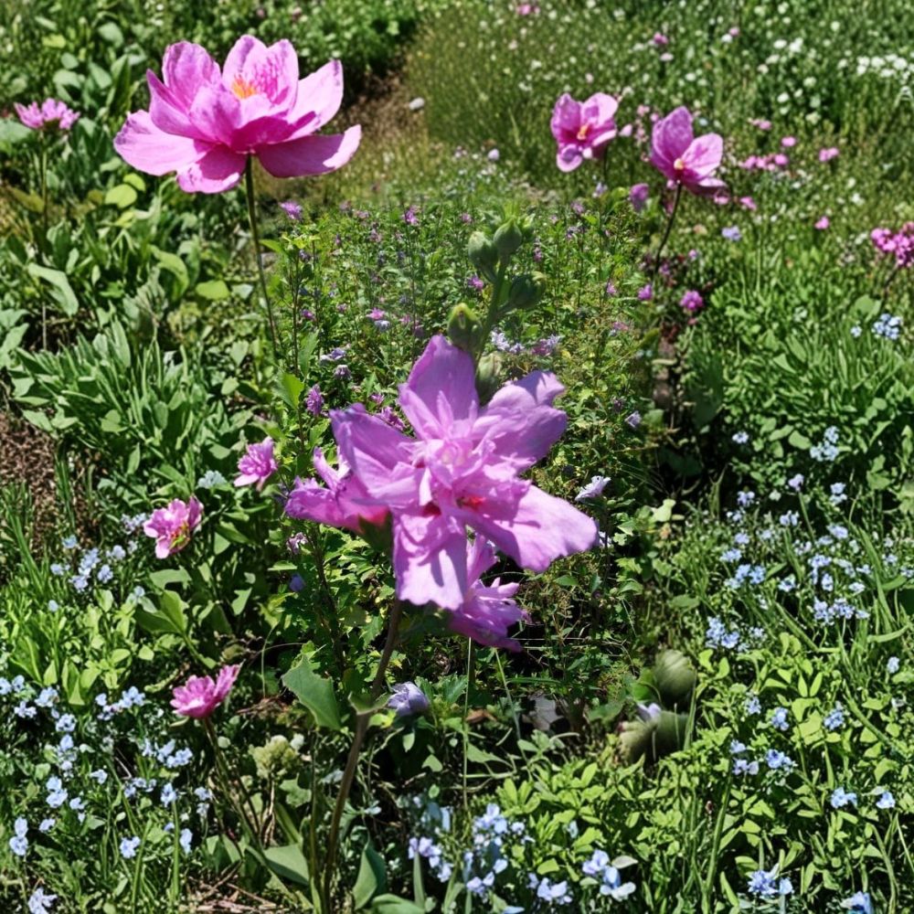 Double Flower Purple Rose of Sharon Live Plant – Hibiscus syriacus, 3 Gallon Hardy Shrub with Double Purple Blooms