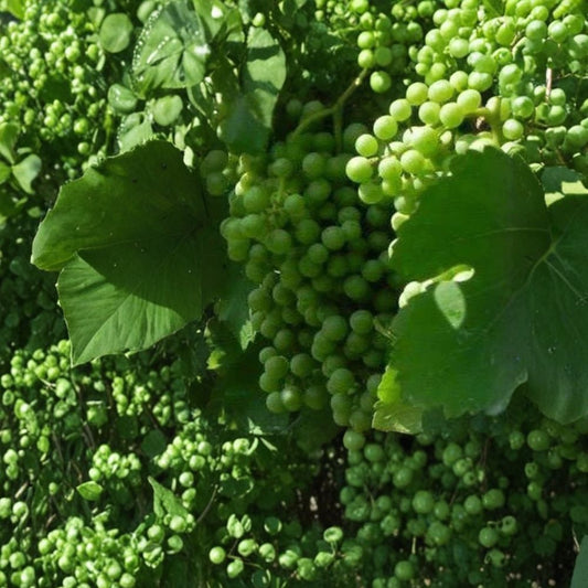 Muscat White Wine Grape Vine – Vitis vinifera Live Plant, 3 Gallon, Sweet Golden Grapes, Vineyard & Garden Friendly