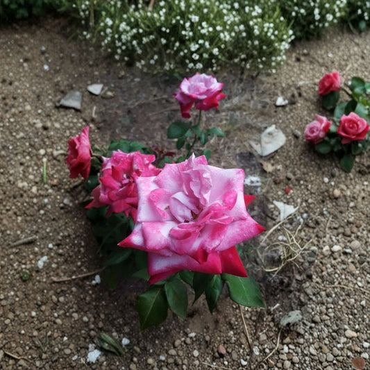 Paradise Hybrid Tea Rose Live Plant 1 Gallon Lavender Pink Magenta Fragrant Rose Bush Rosa