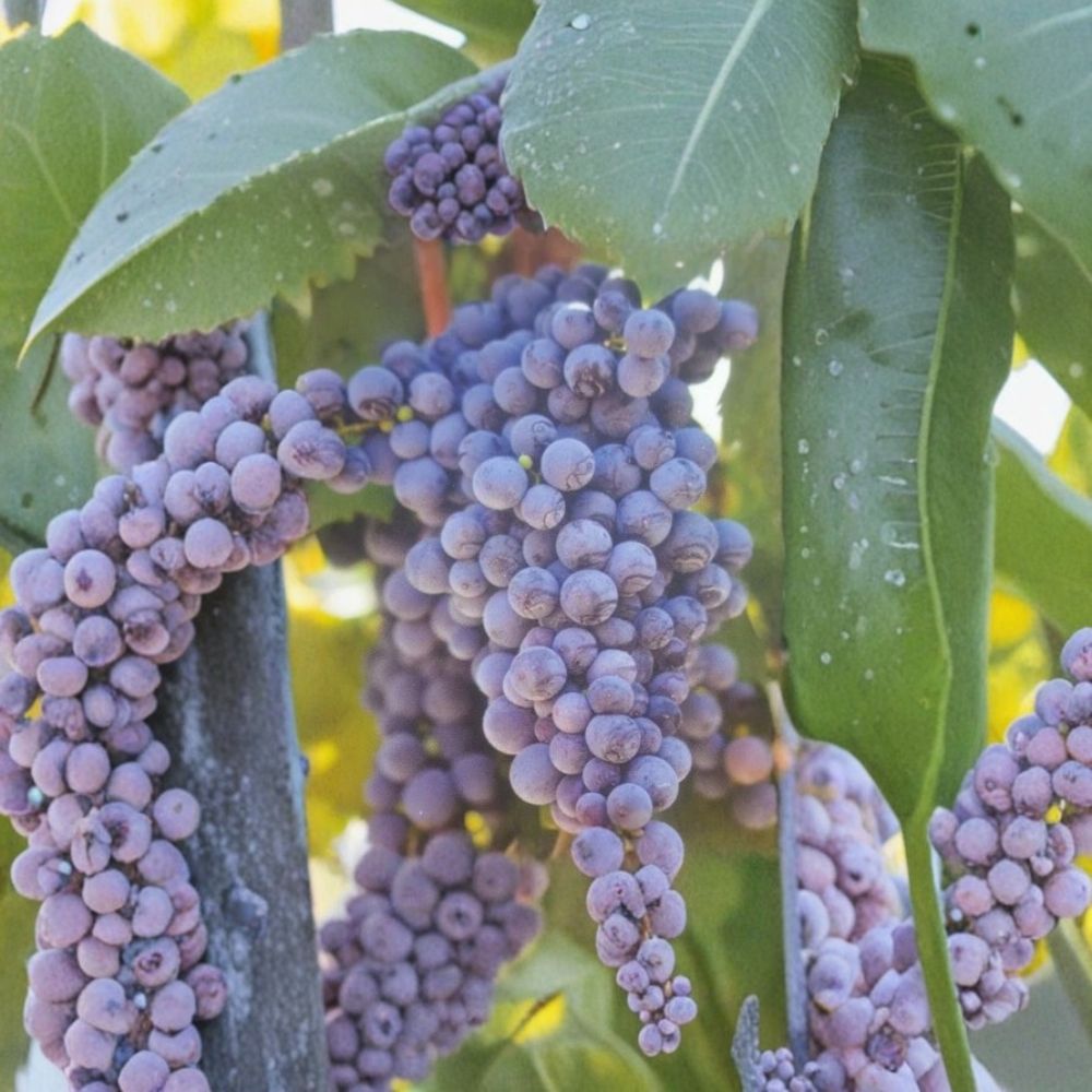 Fredonia Grape Vine – Vitis labrusca Live Plant, 1 Gallon, Early Ripening Fruit Vine, Hardy Vineyard Grape, Easy to Grow