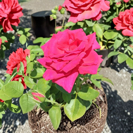 Hybrid Tea Rose Plant – 3 Gallon Live Bush with Fragrant Blooms – Rooted Rose for Garden & Landscape