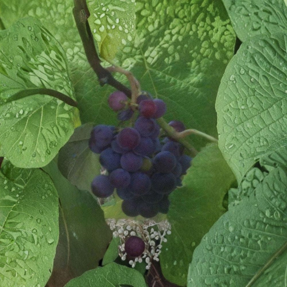 Saturn Blue Seedless Grape Vine – Vitis vinifera Live Plant, 3 Gallon, Large Blue Seedless Grapes, Vineyard & Garden Suitable