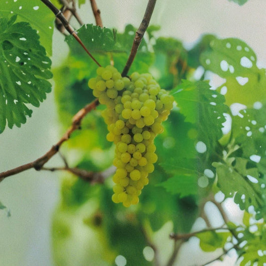 Lakemont Seedless White Table Grape Vine – Vitis, 2 Gallon Live Plant, Self-Fertile, Sweet Seedless White Grapes, Easy to Grow