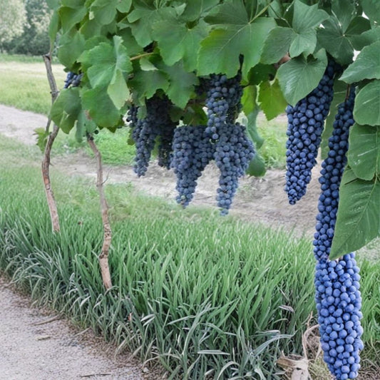 Norton Cynthiana Red Wine Grape Vine – Vitis vinifera Self-Fertile Hardy Vineyard Plant for Winemaking