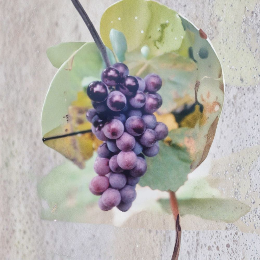 Champanel Grape Vine Live Plant – Vitis spp. 3 Gallon Size with Root Ball, Sweet Red & Black Grapes, Vineyard & Garden Friendly