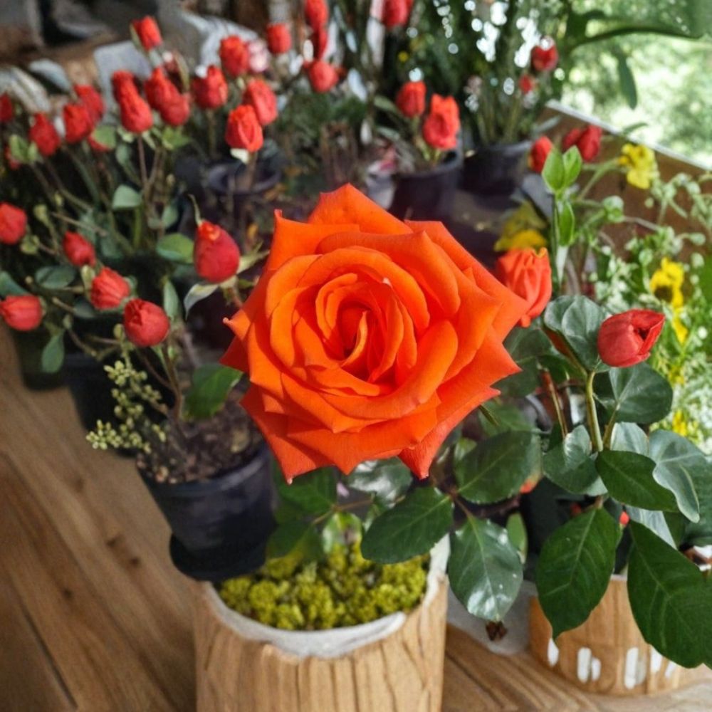 Marina Everblooming Floribunda Rose Live Bush Plant 5 Gallon Rooted Shrub for Garden & Landscape