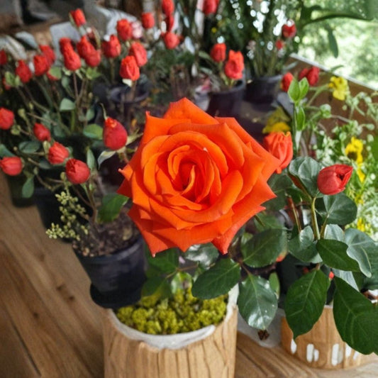 Marina Everblooming Floribunda Rose Live Bush Plant 5 Gallon Rooted Shrub for Garden & Landscape