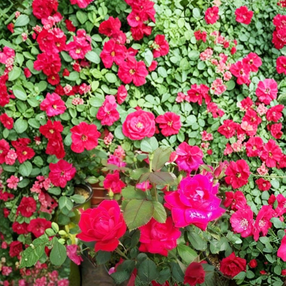 Double Knock Out® Red Rose Bush – 3 Gallon Live Shrub, Disease-Resistant, Continuous Blooms, Easy Care Landscape Plant