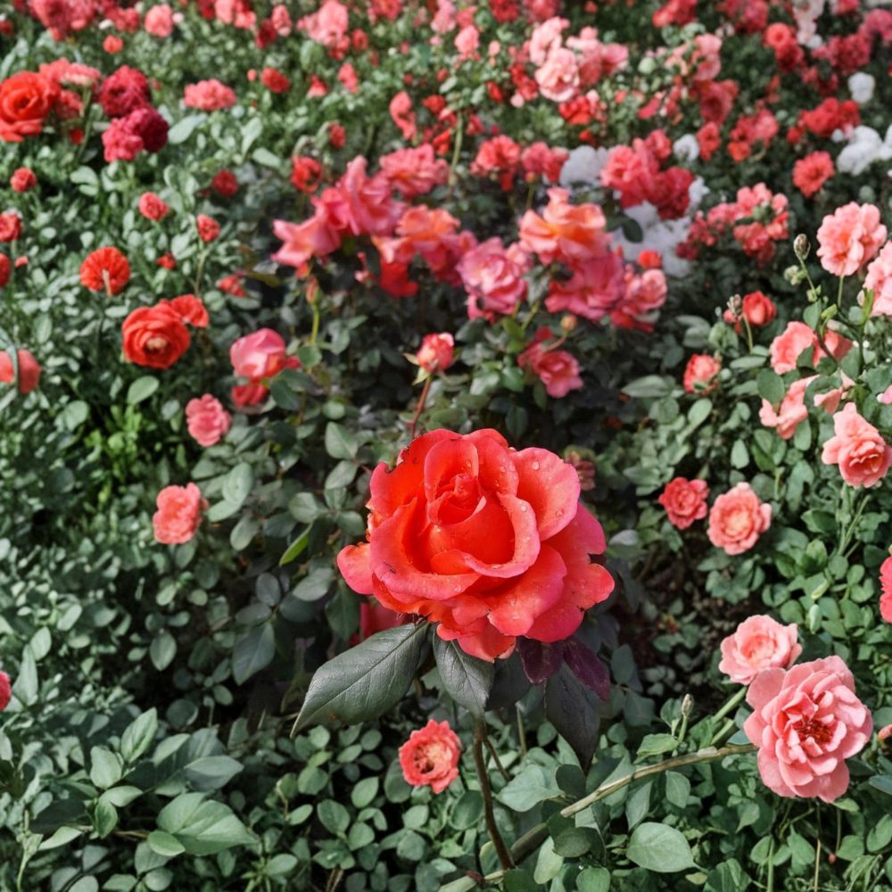 Ring of Fire Hybrid Tea Rose – Live Bush Plant, 2 Gallon, Rooted, Vibrant Red Blooms, Easy to Grow, Garden & Landscape Friendly