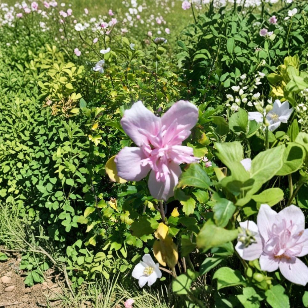 Double Flower Pink Althea Rose of Sharon Live Plant | Hibiscus syriacus | 3 Gallon Shrub with Double Pink Blooms for Garden & Landscape