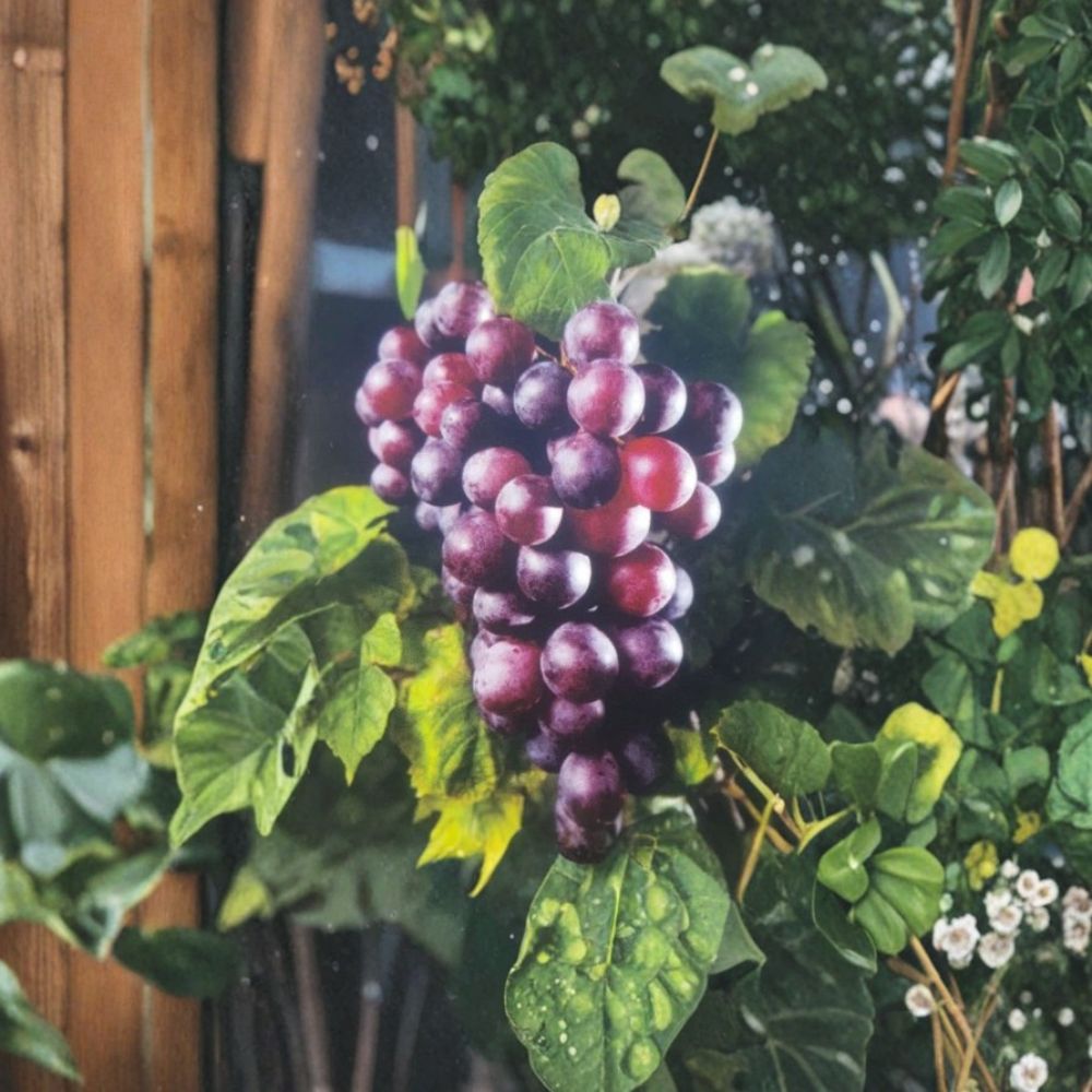 Black Supreme Muscadine Grape Vine – Live Plant in 3-Gallon Container, Rooted Grape Vine for Vineyard & Backyard Gardening