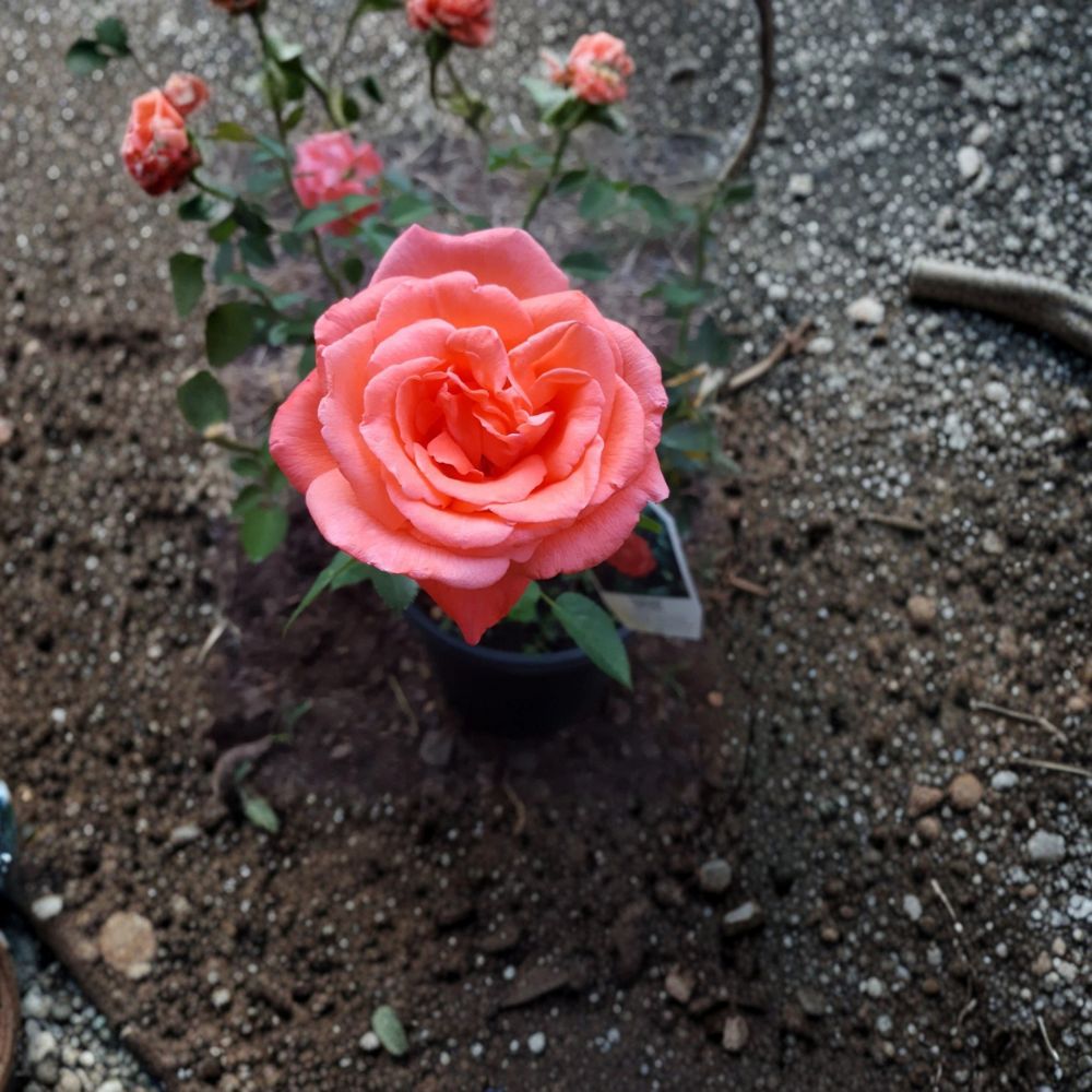 Tropicana Hybrid Tea Rose Live Plant – 3 Gallon, Vibrant Orange Blooms, Fragrant Garden Rose, Rosa