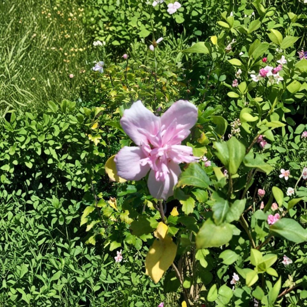 Double Flower Pink Althea Rose of Sharon Live Shrub Plant 3 Gallon Rooted Landscape Garden Friendly