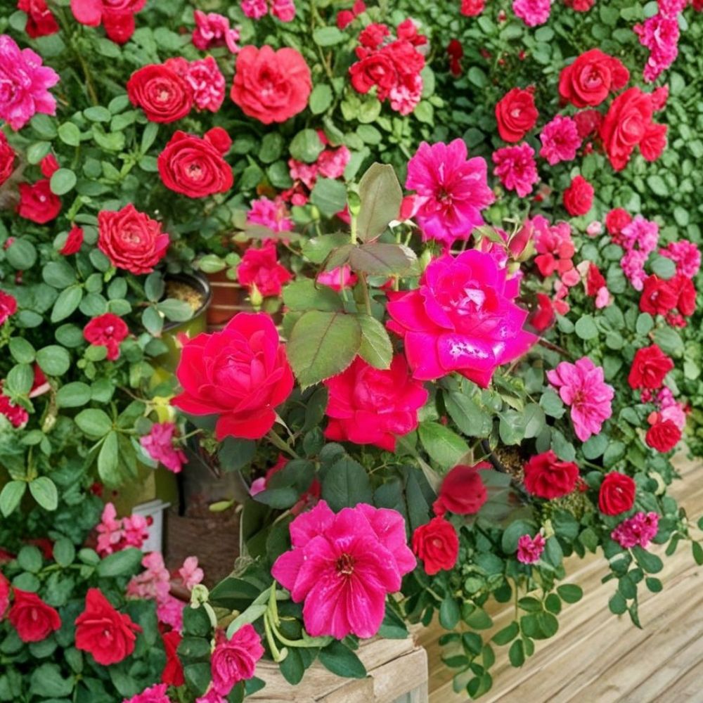 Double Knock Out® Red Rose Live Plant – 5 Gallon Shrub with Double Red Blooms, Disease Resistant Rosa