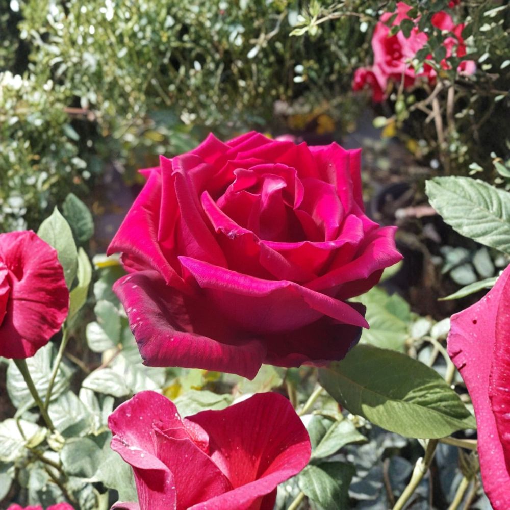 Traviata Hybrid Tea Rose Plant – Live Red Fragrant Double Blooms – 5 Gallon Garden & Landscape Rose Bush