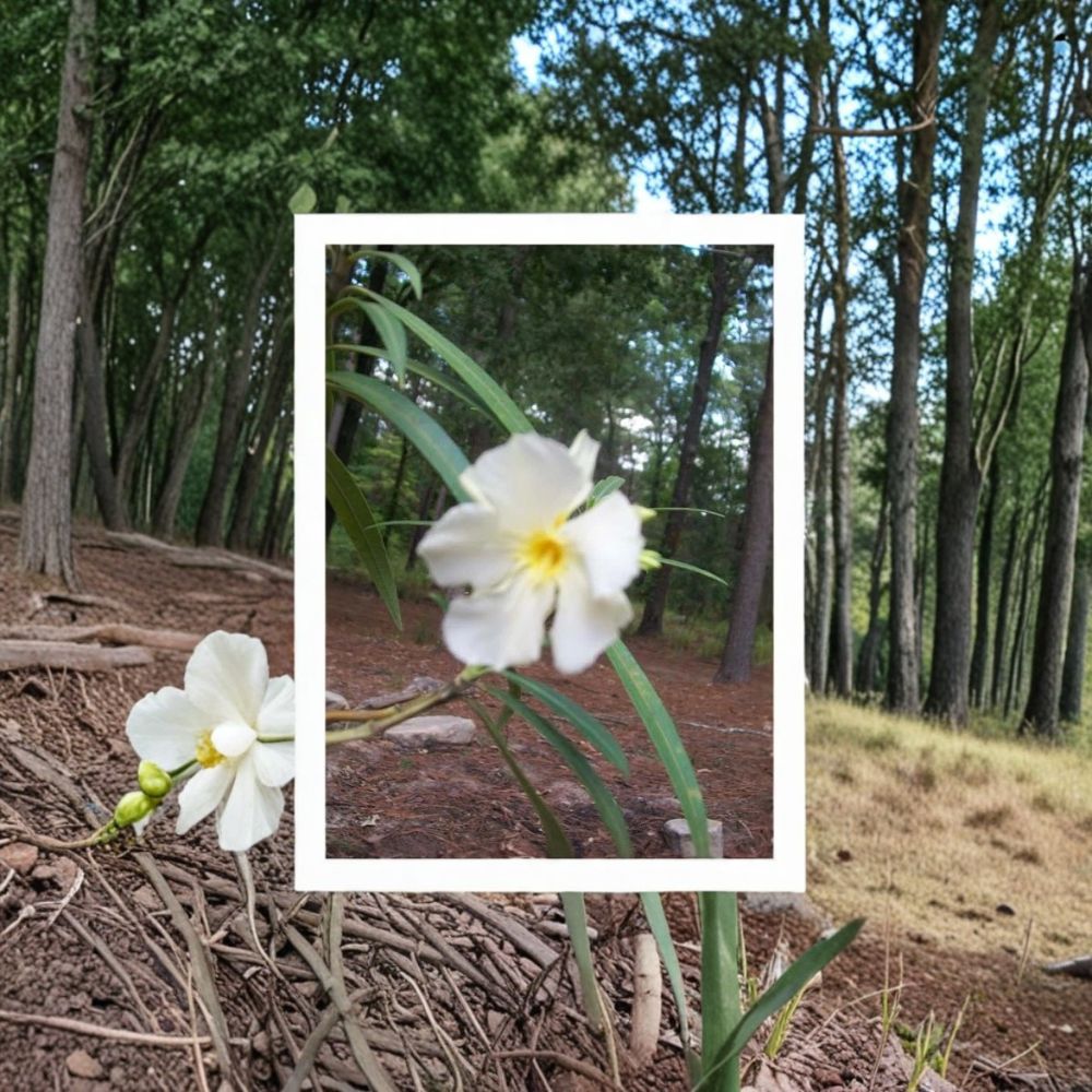 White Oleander Live Plant – 3 Gallon White Flowering Shrub with Root Ball – Nerium oleander for Landscape & Garden