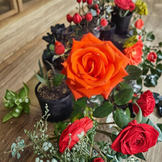Marina Floribunda Rose Live Plant – Salmon Orange Everblooming Rose Bush 3 Gallon Root Ball Garden Landscape