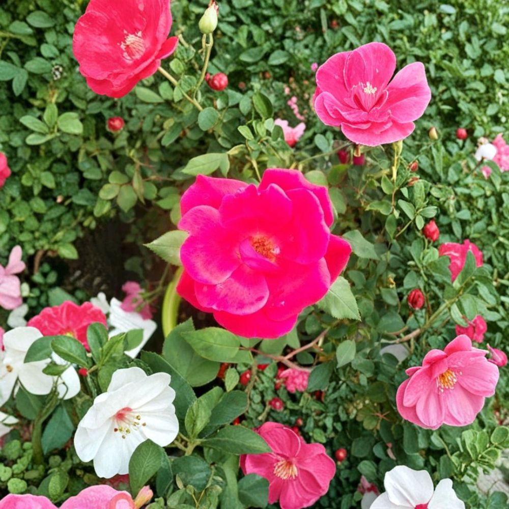 Red Knock Out® Rose Live Plant – 3 Gallon Cherry Red Flowering Shrub – Rosa hybrida, EarthKind Disease Resistant Garden Plant