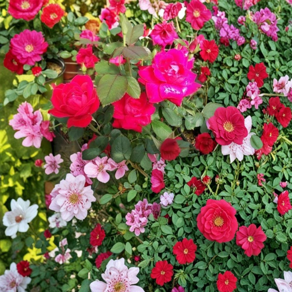 Double Knock Out® Red Rose Live Plant 1 Gallon Disease-Resistant Rosa hybrida Garden & Landscape
