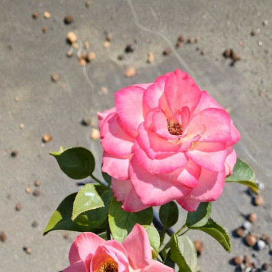 Nichole Floribunda Rose Live Plant – Rosa hybrida, White Pink Everblooming Rose Bush, 5 Gallon Garden & Landscape Plant