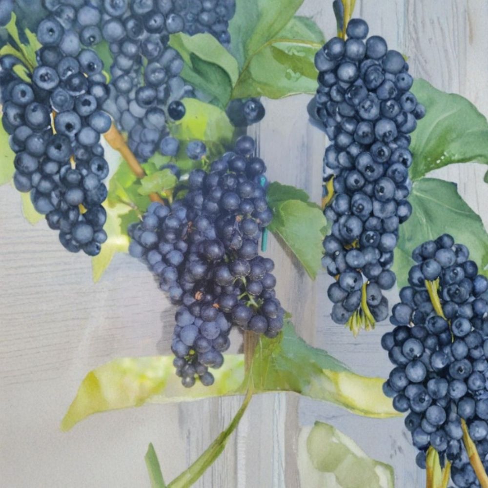 Seedless Grape Vine – 3 Gallon Live Plant | Rooted Vitis vinifera for Vineyard & Backyard | Easy to Grow, Ready for Planting