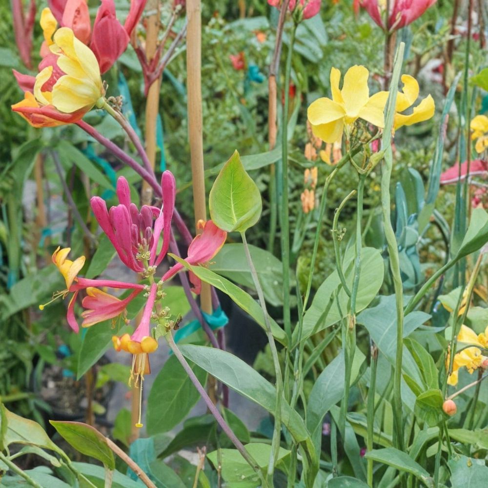 Pink Lemonade Honeysuckle Vine 1 Gallon – Fragrant Pink Flowers, Hummingbird Friendly Climbing Plant, Easy to Grow Lonicera
