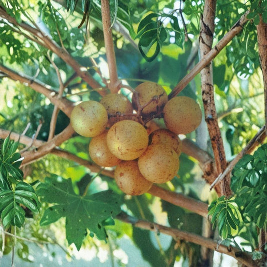 Light Scuppernong Muscadine Grape Vine – Live Plant with Bronze Fruit, Vitis rotundifolia, 4–6 Feet Tall, Fruit & Wine Production