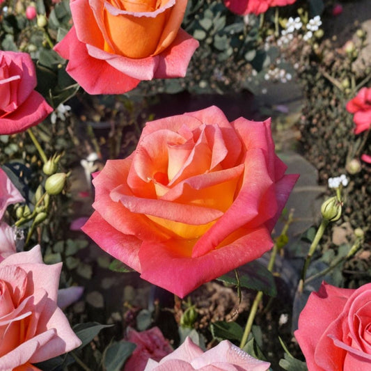 Mikado Hybrid Tea Rose Live Plant – Scarlet Yellow Rose Bush in 3 Gallon Size with Root Ball, Garden & Landscape Friendly