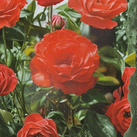 Impatient Floribunda Rose – Live Bush Plant, 2 Gallon, Rooted, Garden & Landscape, Easy to Grow, Rosa floribunda