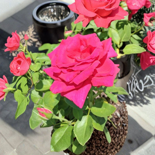 Hybrid Tea Rose Plant – Deep Pink Fuchsia Blooms – 3 Gallon Live Garden Rose – Rosa