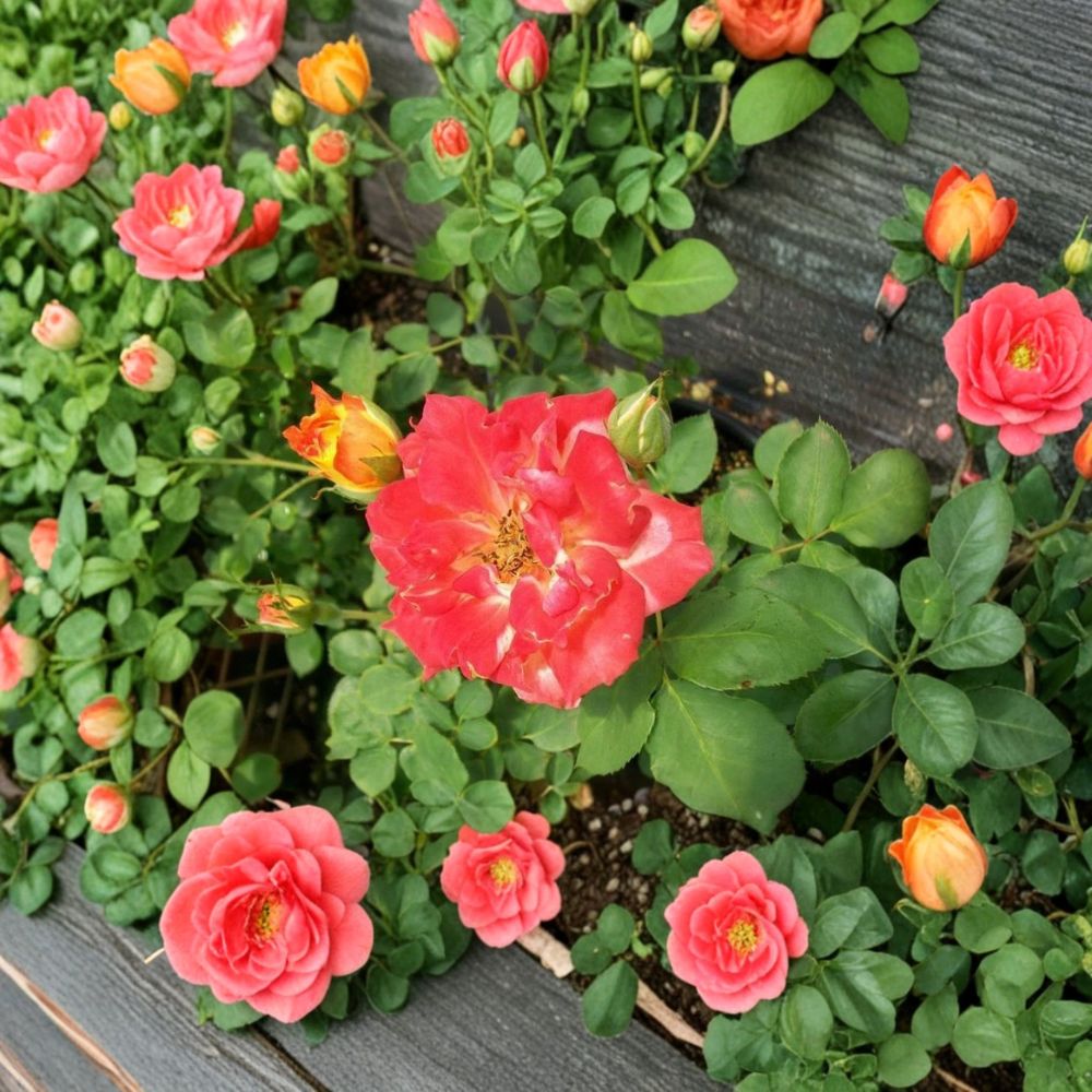 Pinata Rose Live Plant – 5 Gallon Yellow-Orange Flowering Rose Bush Rosa hybrida Garden Landscape