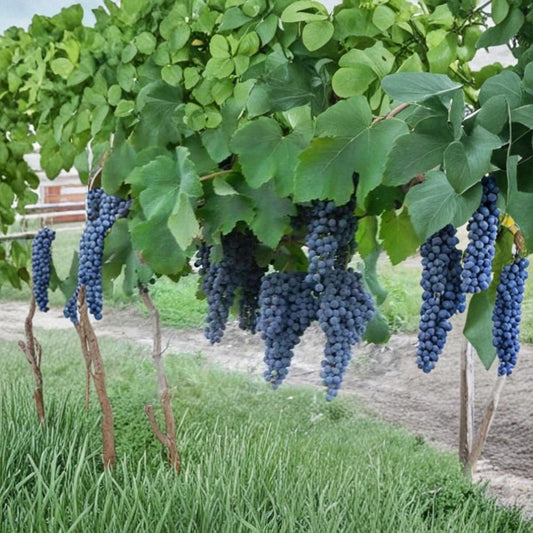 Norton Cynthiana Red Wine Grape Vine – Live Plant, 4-6 ft, Rooted, Vineyard & Backyard Friendly, Easy to Grow