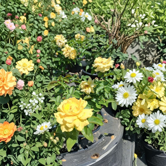 Julia Child Butter Gold Rose – Rosa Floribunda Live Plant, 1 Gallon, Golden Yellow Blooms, Award-Winning, Easy to Grow