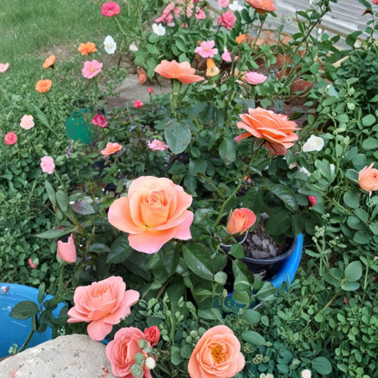 New Year Grandiflora Rose Live Plant – 5 Gallon Orange Blooming Shrub with Root Ball for Garden & Landscape