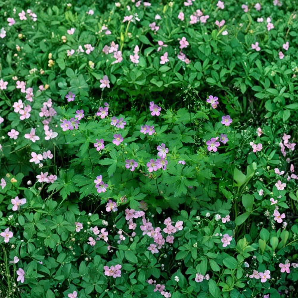 Wild Geranium Roots – 15 Cranesbill Geranium maculatum Native Woodland Perennials for Shade Gardens