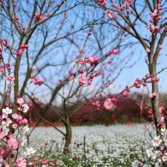Mokel Japanese Flowering Apricot Tree – Prunus mume Bare Root 30 Inches Pink Ume Plum Edible Fruit Ornamental Garden Tree