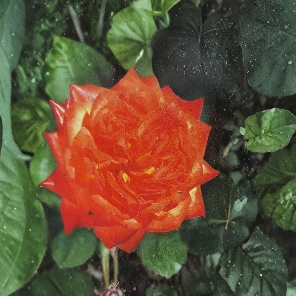 Charisma Floribunda Rose Plant – Live 5-Gallon Garden Shrub with Red, Orange, Yellow Blooms | Hardy Floribunda Rose Bush