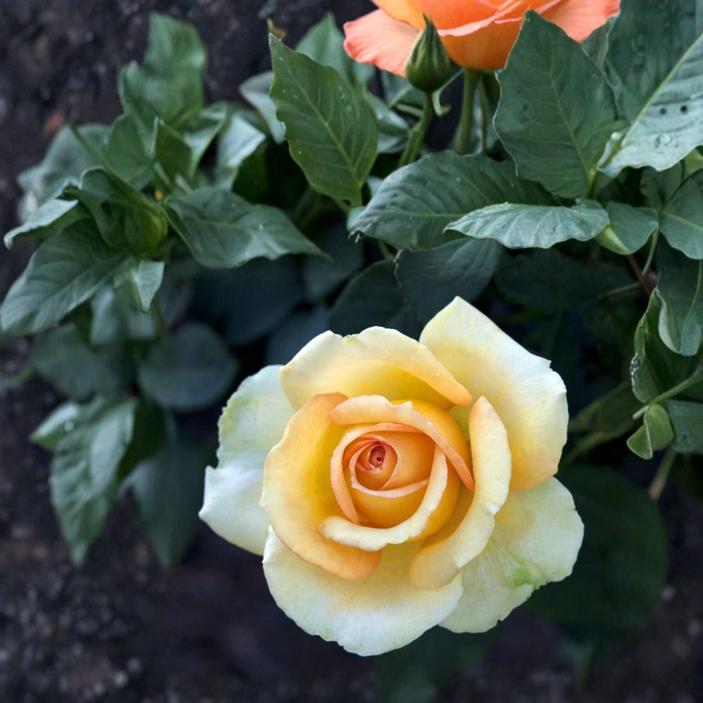 Gold Medal Grandiflora Rose – Rosa Bush Plant 3 Gallon Yellow Orange Blooms Landscape Flower Bed Favorite