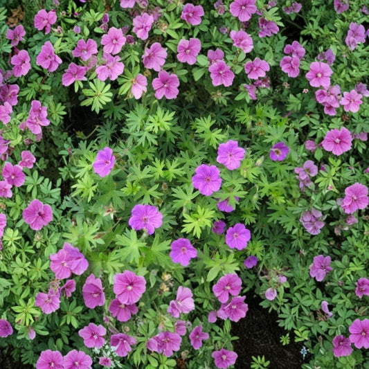 Organic Wild Geranium Bare Roots – Cranesbill Geranium maculatum Native Woodland Perennial for Shade Gardens