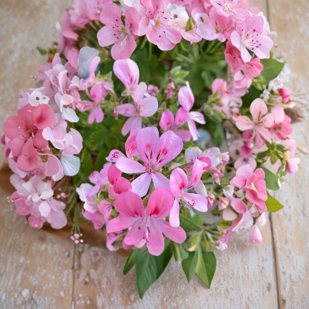 Fragrant Light Pink Geranium Cuttings – 3 Pelargonium Rooting & Grafting Plants for Garden, Outdoor, Patio