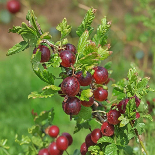 Jeanne Gooseberry Live Rooted Plant | Sweet Red Berry Shrub | Self-Pollinating Berry Plant | Zones 3-7