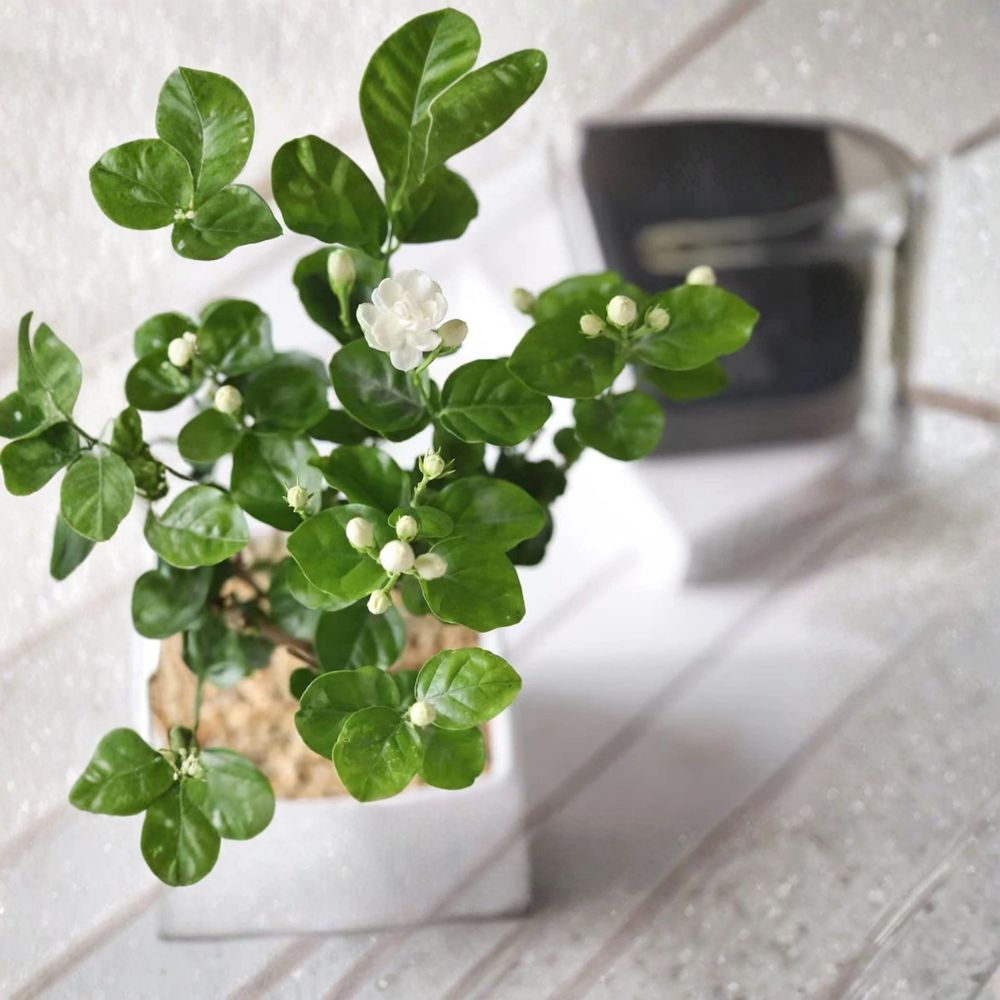 Climbing Jasmine Seeds – 100+ Pack Fragrant White Flower Vine for Indoor Outdoor Garden, Easy Grow Starter Plant