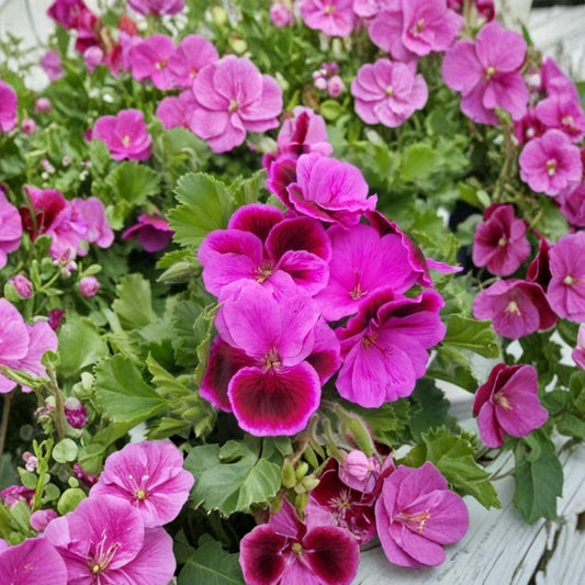 Martha Washington Geranium Cuttings – 6 Organic Rose Pink Pelargonium Propagation for Patio & Indoor Gardening